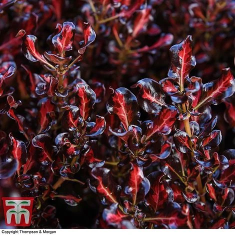 Coprosma Repens 'Pacific Sunset' - Image 4