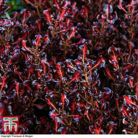 Coprosma Repens 'Pacific Sunset' - Image 5