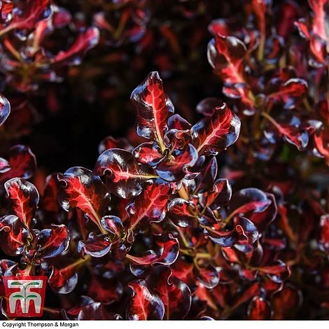 Coprosma Repens 'Pacific Sunset' - Image 6