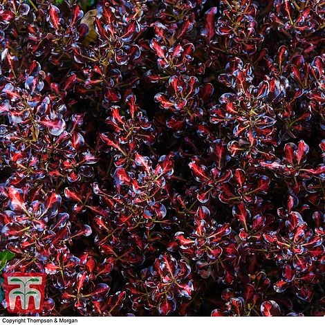 Coprosma Repens 'Pacific Sunset' - Image 7