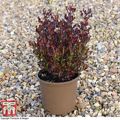 Coprosma Repens 'Pacific Sunset' - Image 8