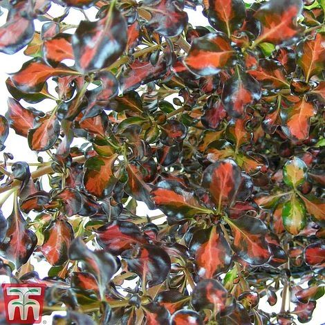 Coprosma Repens 'Pacific Sunset'