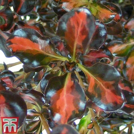 Coprosma Repens 'Pacific Sunset' - Image 2