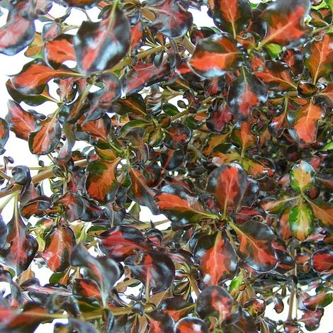 Coprosma Repens 'Pacific Sunset' - Image 3