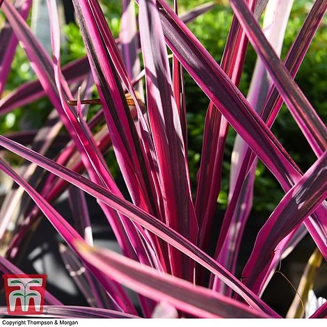 Cordyline 'Pink Passion' - Image 4