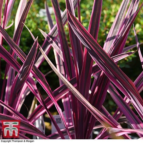 Cordyline 'Pink Passion' - Image 5