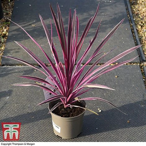 Cordyline 'Pink Passion' - Image 6