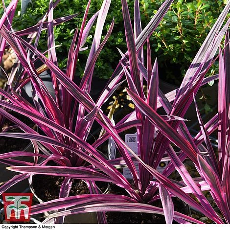 Cordyline 'Pink Passion' - Image 7