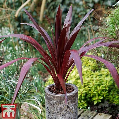 Cordyline 'Superstar' - Image 2