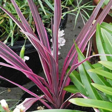 Cordyline 'Pink Passion' - Image 3