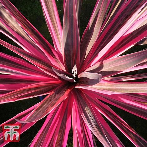 Cordyline 'Pink Passion' - Image 2