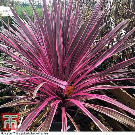 Cordyline 'Pink Passion' - Image 8
