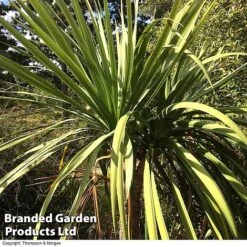 Cordyline Australis Verde Atlantic Green