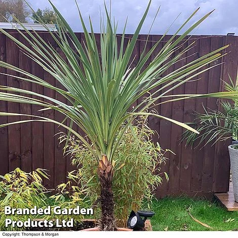 Cordyline Australis Verde Atlantic Green - Image 2