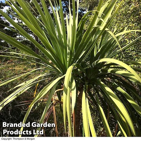 Cordyline Australis Verde Atlantic Green