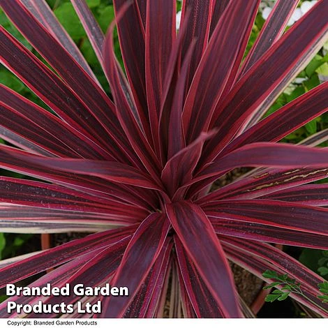 Cordyline 'Torbay Red' - Image 2