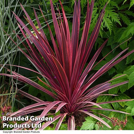 Cordyline 'Torbay Red' - Image 3