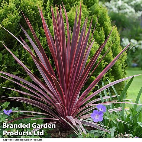 Cordyline 'Torbay Red' - Image 4