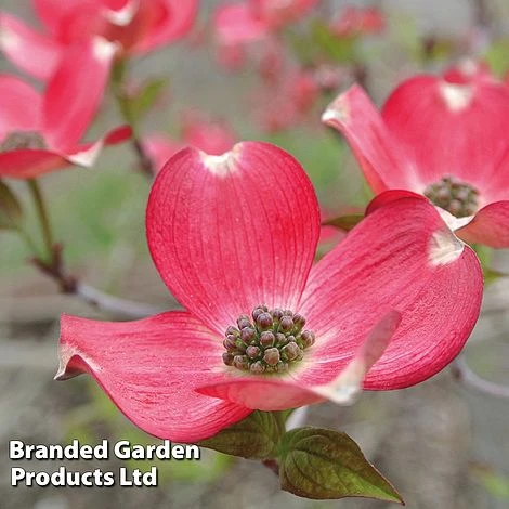 Cornus 'Royal Red' - Image 2