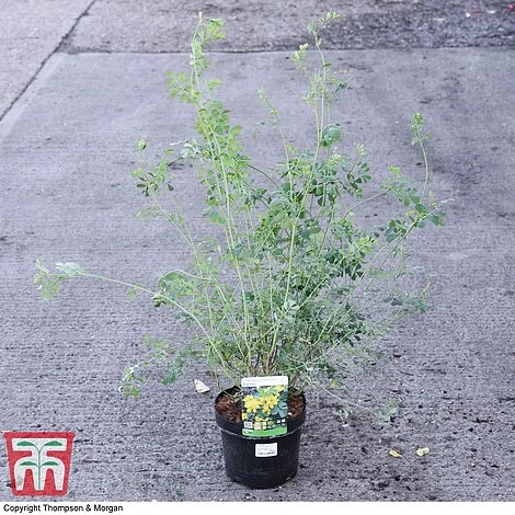 Coronilla Valentina Subsp. Glauca 'Citrina' - Image 5