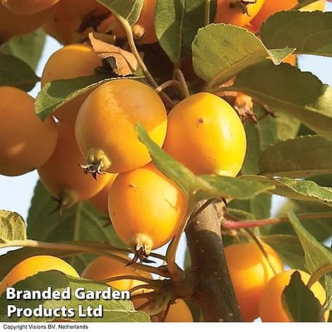 Crab Apple 'Golden Hornet' - Image 2