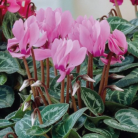 Cyclamen Persicum Metis Series - Image 2