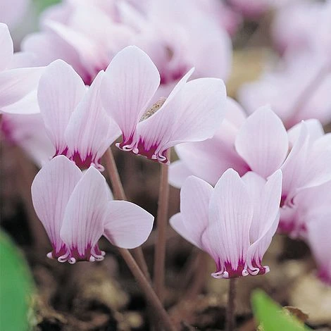 Cyclamen Hederifolium - Image 2