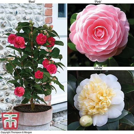 Camellia 'Blooming Wonder' - Gift