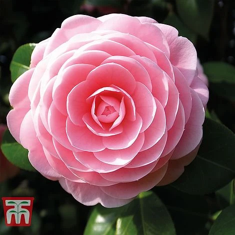 Camellia 'Blooming Wonder' - Gift - Image 3