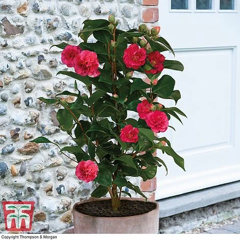 Camellia 'Blooming Wonder' - Gift - Image 2