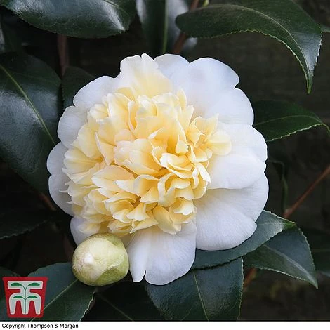 Camellia 'Blooming Wonder' - Gift - Image 4