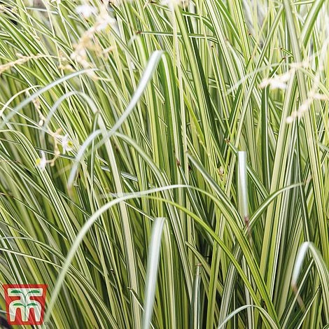 Chlorophytum Saundersiae 'Starlight' - Image 9