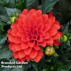 Dahlia Gallery Riviera