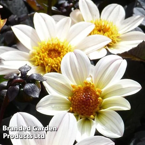 Dahlia Happy Days Cream - Image 2