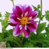 Dahlia 'Fabula'