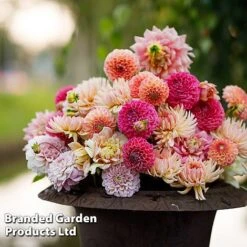 Dahlia 'Deborah' Collection