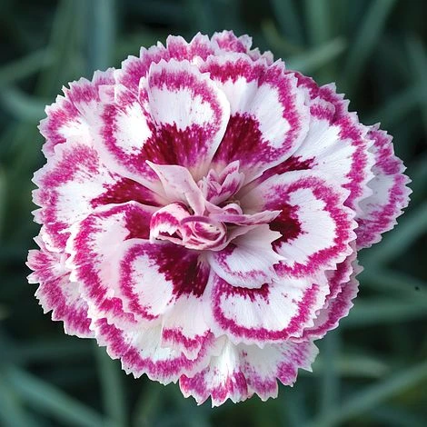 Dianthus 'Gran's Favourite' - Image 2