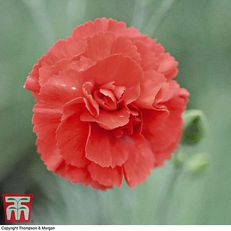 Dianthus 'Diane' - Image 2