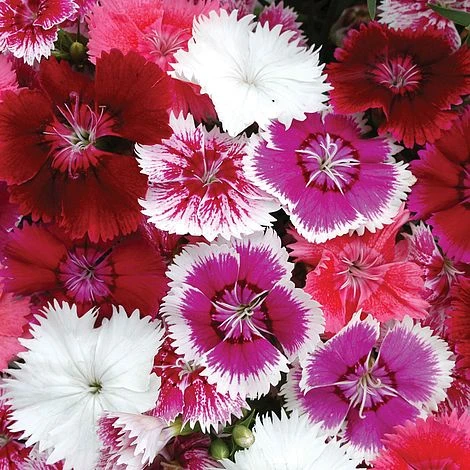 Dianthus 'Festival Mixed' - Image 2