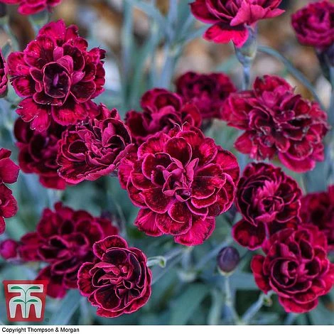 Dianthus 'Odessa Red' - Image 4