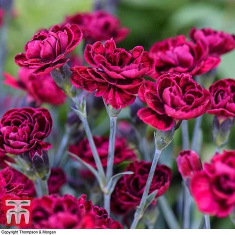 Dianthus 'Odessa Red' - Image 2