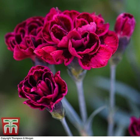 Dianthus 'Odessa Red' - Image 3