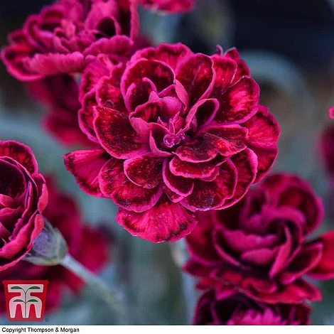 Dianthus 'Odessa Red' - Image 5