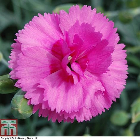 Dianthus 'Tickled Pink' - Image 3