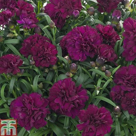 Dianthus 'Sunflor Beetle'