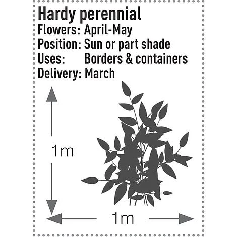Dicentra Spectabilis - Image 6