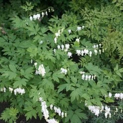 Dicentra Spectabilis 'Alba'
