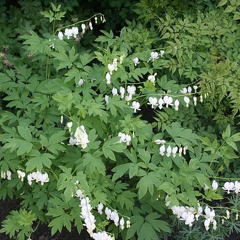 Dicentra Spectabilis 'Alba'