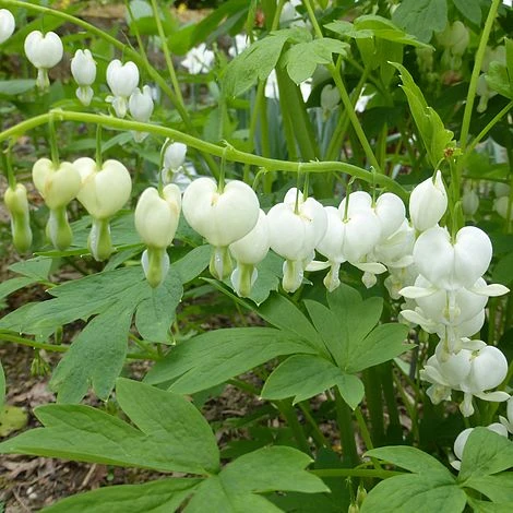 Dicentra Spectabilis 'Alba' - Image 2