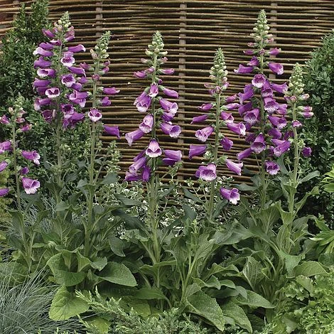 Foxglove 'Dalmation Purple'